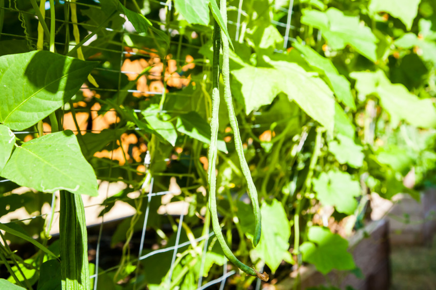 Chinese Long Bean Salad - long beans growing in garden