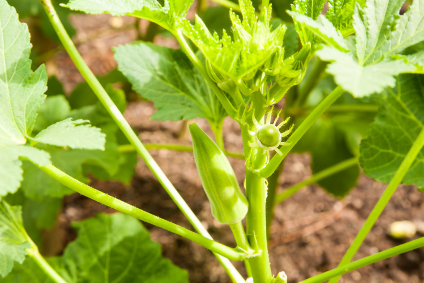 Okra growing on plant ready to be harvested