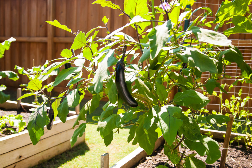 Japanese Eggplant Growing in Garden