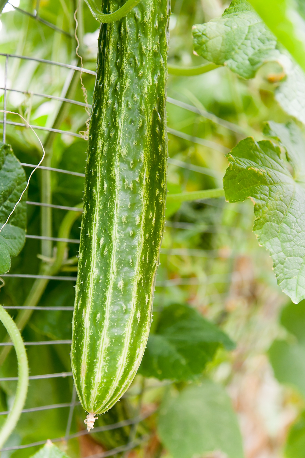 Cucumbers growing in a garden